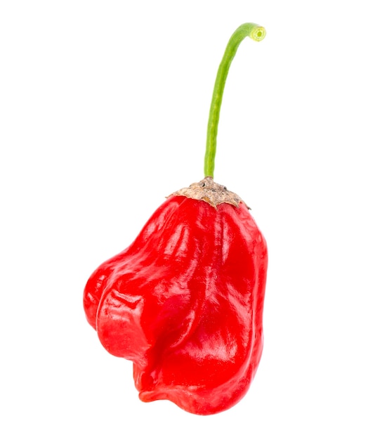 Peperoncino rosso maturo isolato su uno sfondo bianco Capsicum baccatum o pepe della corona del vescovo