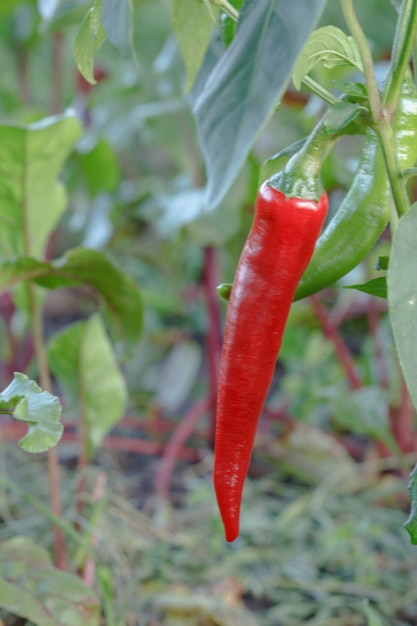 Peperoncino rosso sul letto del giardino. Cibo biologico nostrano, peperoni o peperoni paprika che maturano in giardino.