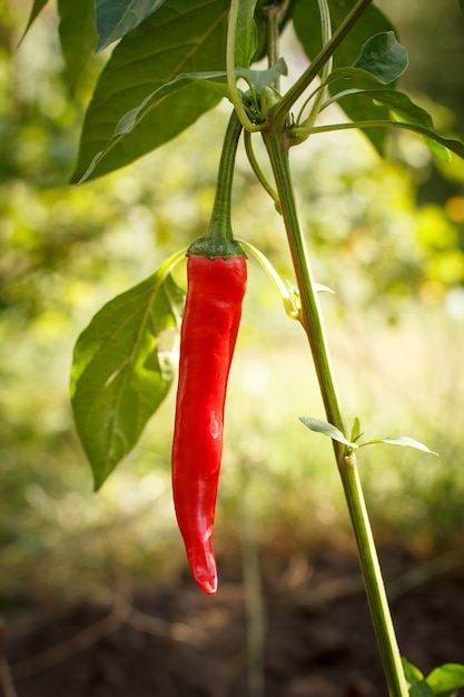 Peperoncino rosso sul letto del giardino con sfondo naturale sfocato. Cibo biologico nostrano, peperoni o peperoni paprika che maturano in giardino.