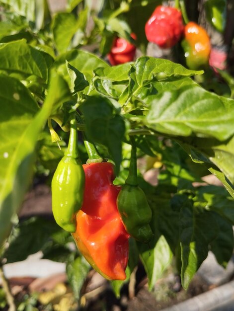 Peperoncino rovente tra le foglie