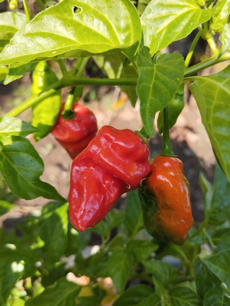 Peperoncino rovente tra le foglie