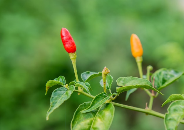 Peperoncino sull&#39;albero