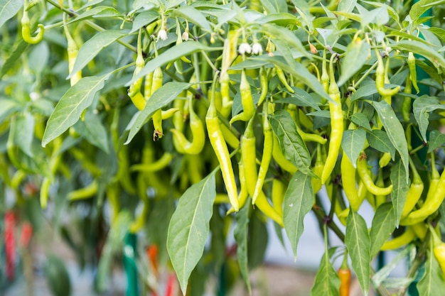 peperoncino verde su pianta in campo