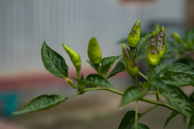 Peperoncino verde sul ramo di albero Vista naturale