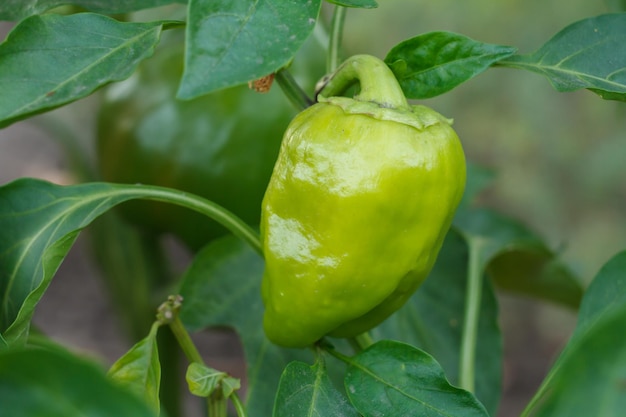 Peperone che cresce su un cespuglio in giardino Pianta di peperone bulgaro o dolce Profondità di campo ridotta