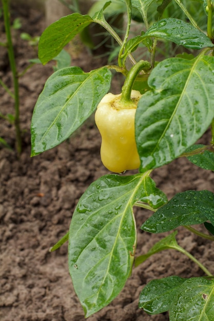 Peperone che cresce sul cespuglio nel giardino Peperone bulgaro o dolce