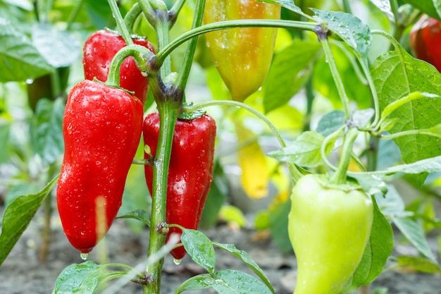 Peperone dolce maturo e non maturo con gocce d'acqua che crescono sul cespuglio in giardino. Pianta bulgara o di peperone dolce. Profondità di campo.