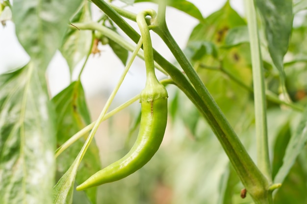 Peperone dolce rosso, cucinare la materia prima sulla pianta.