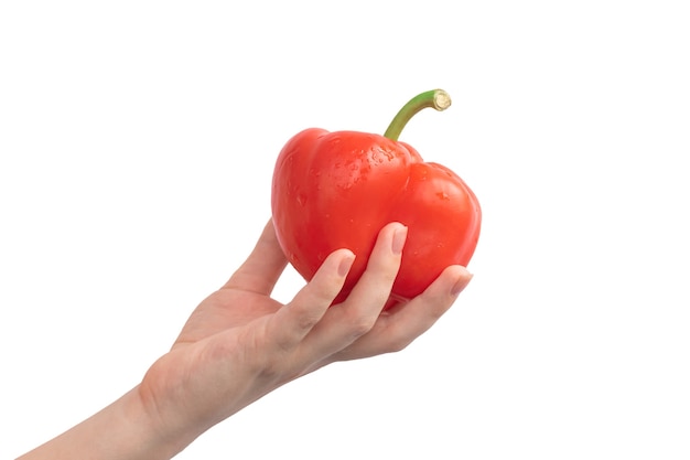 Peperone dolce rosso in mano isolato su uno sfondo bianco. Donna che tiene foto di pepe bulgaro