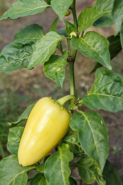 Peperone dolce verde che cresce sul cespuglio in giardino. Pianta bulgara o di peperone dolce. Profondità di campo. Vista dall'alto.