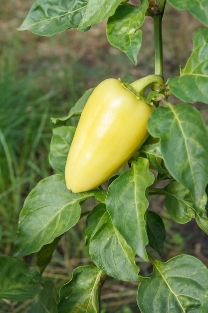 Peperone dolce verde che cresce sul cespuglio in giardino. Pianta bulgara o di peperone dolce. Profondità di campo