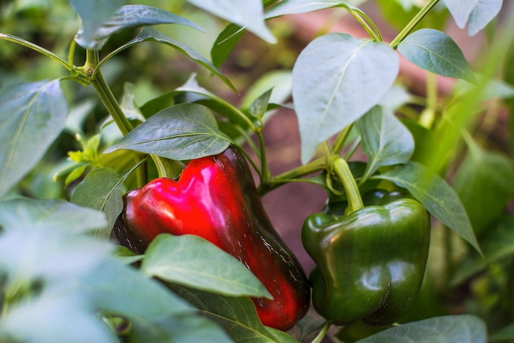 Peperone dolce verde e rosso che cresce nel giardino