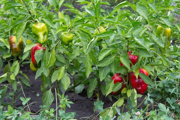 Peperone maturo e acerbo che cresce sul cespuglio nel giardino Pianta di peperone bulgaro o dolce