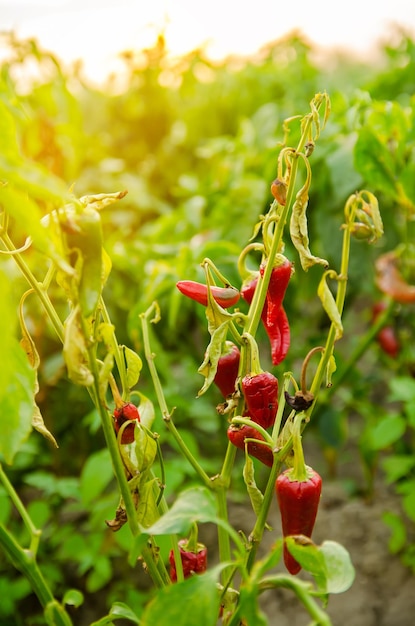 Peperone rosso caldo secco e appassito cresce nel campo Malattie vegetali Riscaldamento globale scarso raccolto