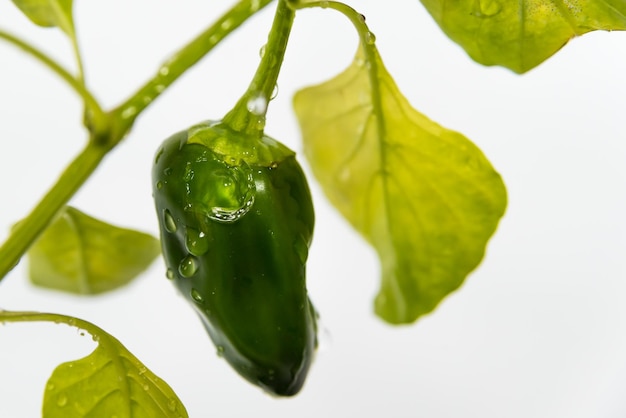 Peperone verde che cresce con il concetto di giardinaggio di gocce d'acqua giornata della terra