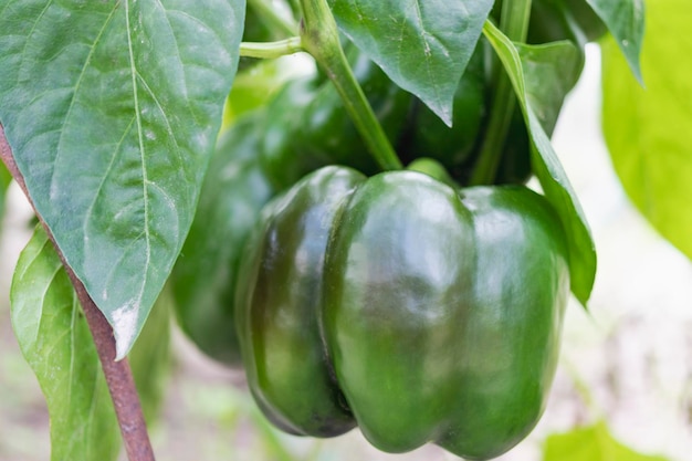 Peperone verde su un cespuglio in una serra Coltivazione di ortaggi naturali nella fattoria