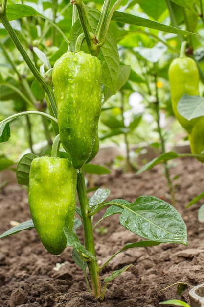 Peperoni acerbi che crescono su cespuglio in giardino Piantagione di peperoni bulgari o dolci