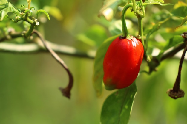 Peperoni brasiliani in natura