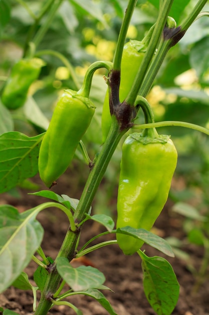 Peperoni dolci verdi non maturi che crescono sul cespuglio nel giardino. Pianta bulgara o di peperone dolce. Profondità di campo.