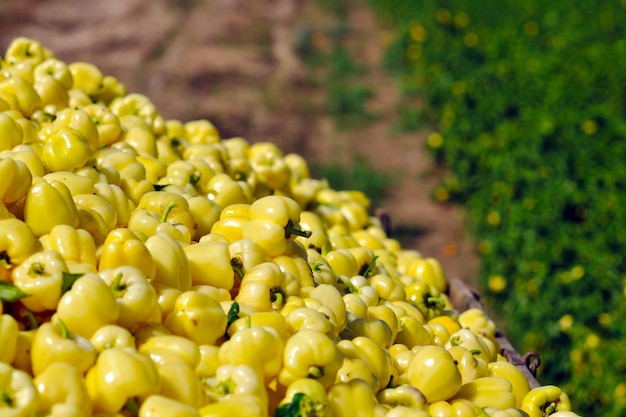 peperoni freschi di alimenti biologici in campo agricolo sfondo