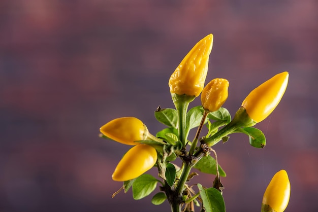 Peperoni gialli Bellissimi peperoni gialli sullo stelo sfondo scuro fuoco selettivo