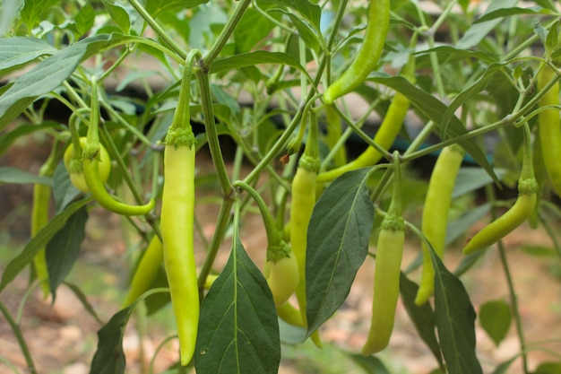 Peperoni giovani in giardino.