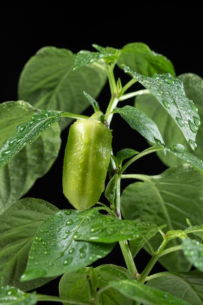 Peperoni in crescita dai semi Passaggio 10 piccolo peperone verde sul ramo