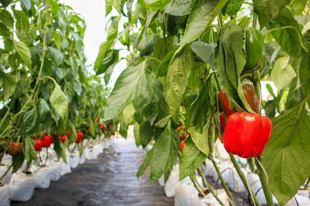 Peperoni rossi freschi con foglie verdi che crescono nel giardino agricolo della serra