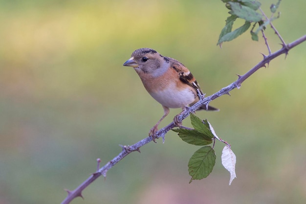 Peppola Fringilla montifringilla Cordoba Spagna