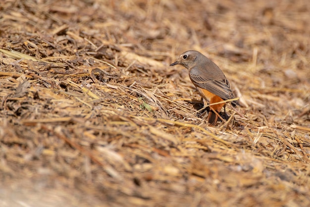 Peppola Fringilla montifringilla Cordoba Spagna