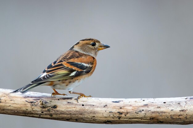 Peppola, Fringilla montifringilla