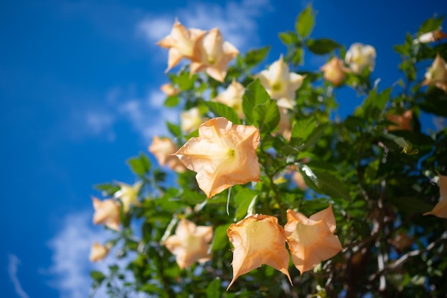 Per lo più sfocato Peach angeli tromba luce fiori d'arancio su foglie verdi sfondo Natura esotica estate carta da parati Brugmansia suaveolens Orangepeach fiori giù su vista su sfondo blu cielo