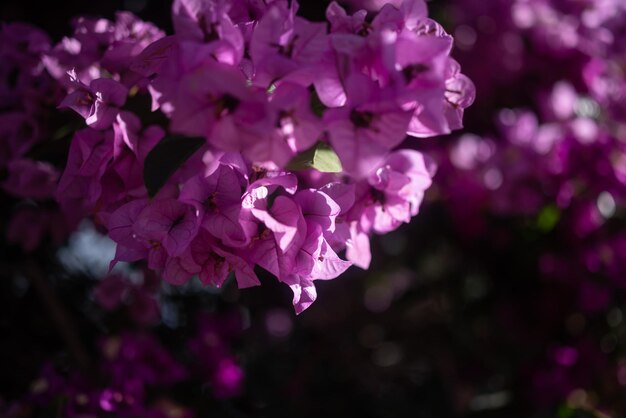 Per lo più sfocato rosa e viola fiori di bouganville sfondo Estate natura sfondo Fiori esotici primo piano Flora subtropicale di Tenerife Canarie Spagna Fiori fucsia foto