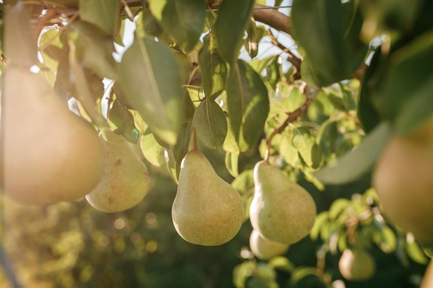 Pera giovane e succosa saporita che appende sul ramo di albero sul giardino di frutti di estate come concetto organico sano dello sfondo della natura. Raccolta di frutti maturi