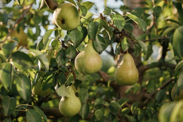 Pera giovane e succosa saporita che appende sul ramo di albero sul giardino di frutti di estate come concetto organico sano di fondo della natura Raccolto di frutta matura