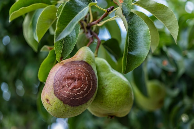 Pera marcia sull'albero da frutto, infestazione da Monilia laxa (Monilinia laxa), malattie delle piante. Il raccolto perso di pere sull'albero. Malattia delle piante da frutto. Agricoltura.