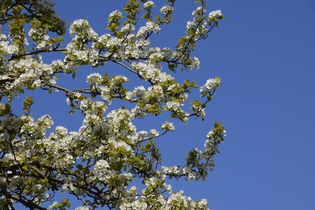 Pera selvatica in fiore nel giardino Alberi in fiore primaverile Impollinazione dei fiori di pera