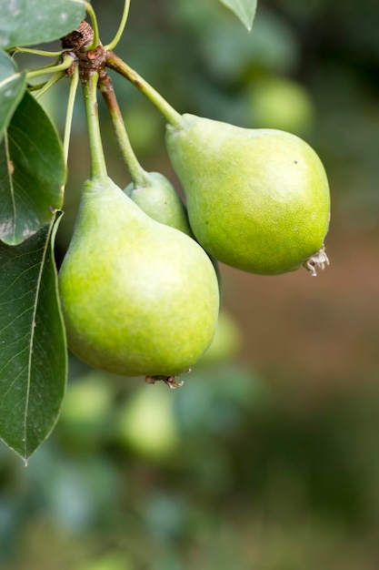 Pera verde matura sul ramo. Le pere biologiche crescono nei frutteti