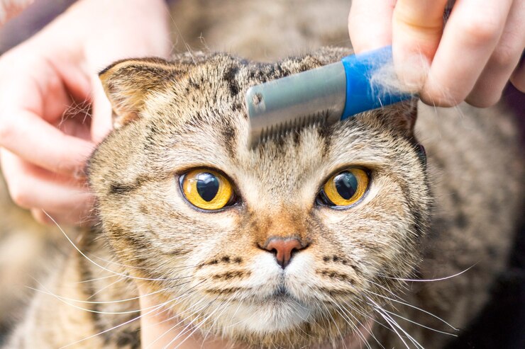 Photo perawatan kucing, menyisir wol. ekspres mol. kucing cantik di salon kecantikan. merawat hewan, menyisir rambut. ahli perawatan kucing.