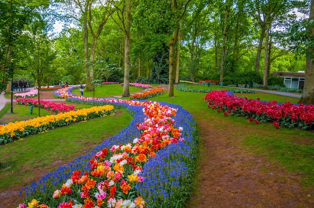 Percorsi di fiori colorati Parco Keukenhof Lisse in Olanda