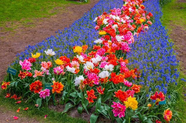 Percorsi di fiori colorati Parco Keukenhof Lisse in Olanda