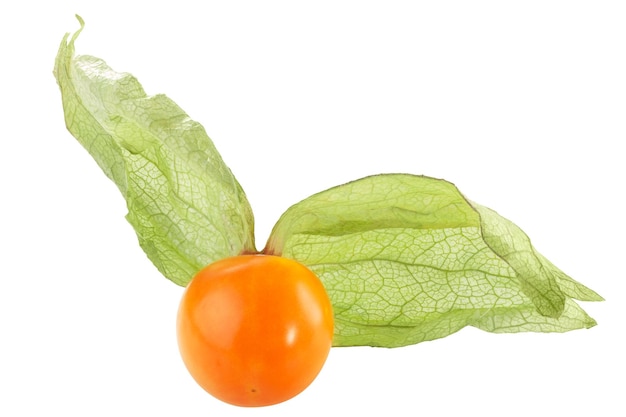 Percorsi di uva spina del capo Physalis