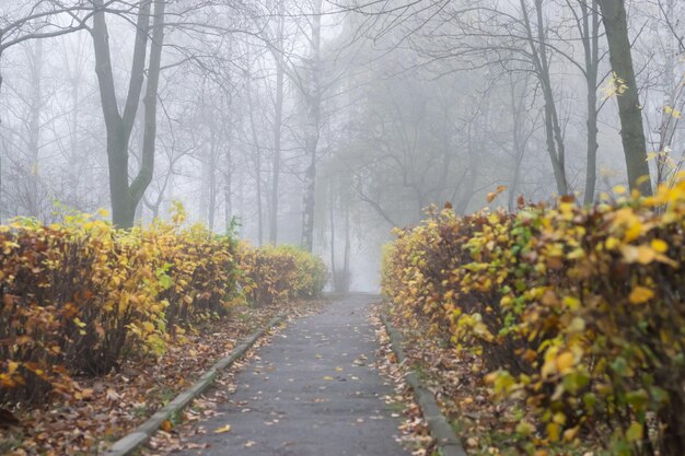 Percorso a piedi nel parco autunnale con fogliame dorato sugli alberi nella mattinata nebbiosa.