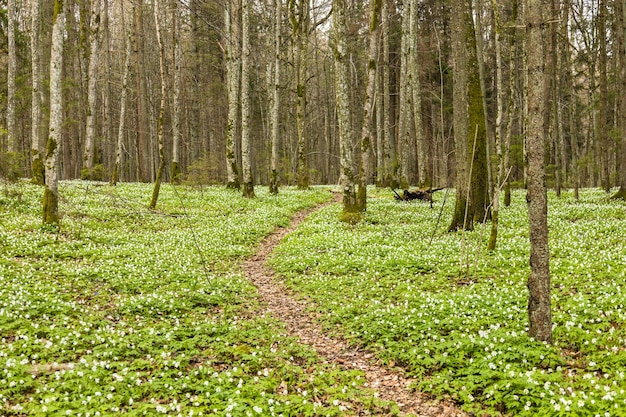 Percorso a piedi nella foresta lussureggiante e verde con molti fiori di campo bianchi