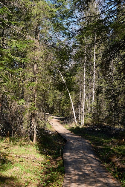 Percorso a piedi vuoto nella foresta selvaggia con pini e betulle in una giornata di sole