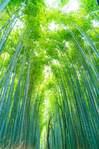 Percorso alla foresta di bambù a Arashiyama a Kyoto.