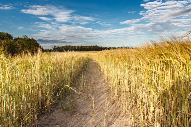 Percorso attraverso il campo di segale sotto il cielo blu