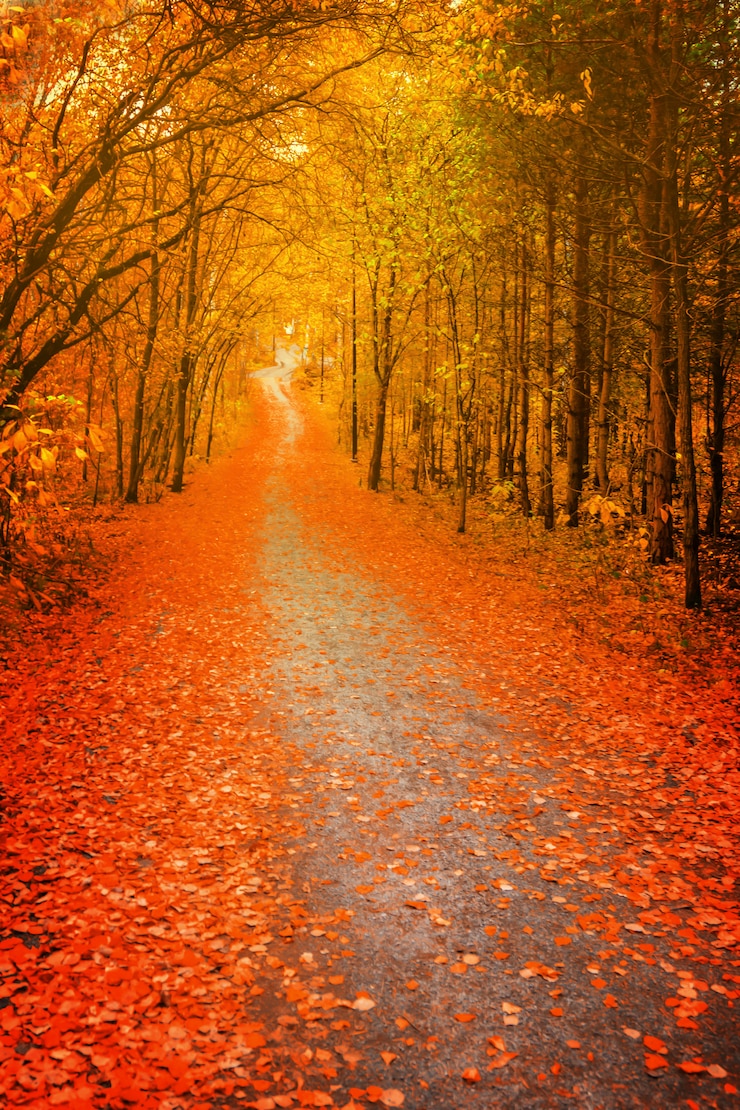 Foto percorso attraverso la foresta di autunno, alberi di fogliame arancione e rosso