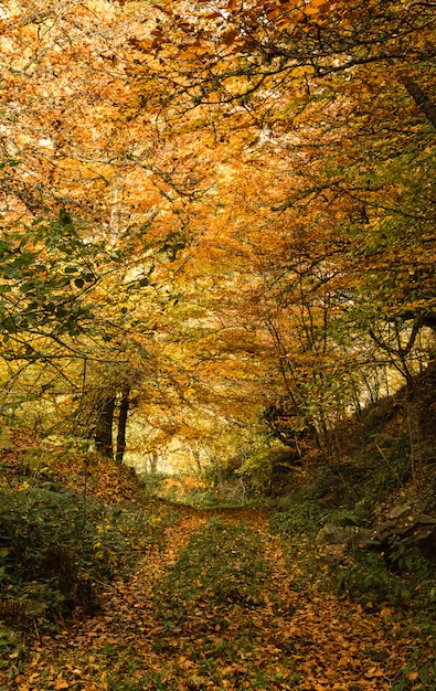 Percorso attraverso la foresta di faggi autunnali.