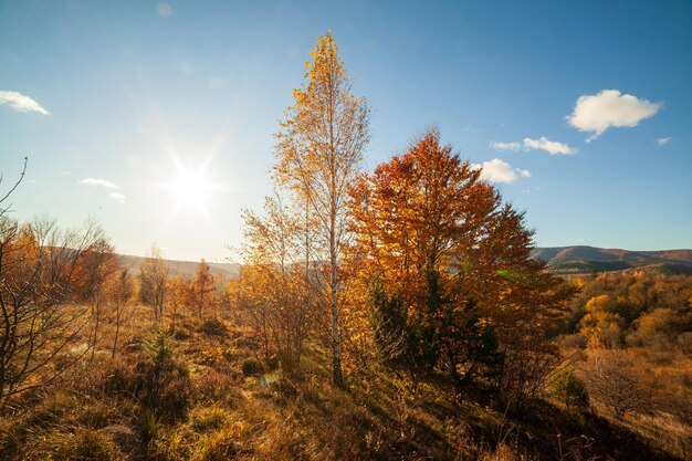 Percorso boschivo autunnale con bei colori Catena montuosa dei Carpazi Ucraina